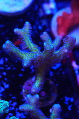 Hystrix birds nest