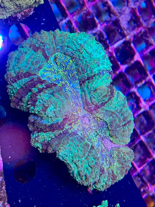Stunning Lobo coral Large