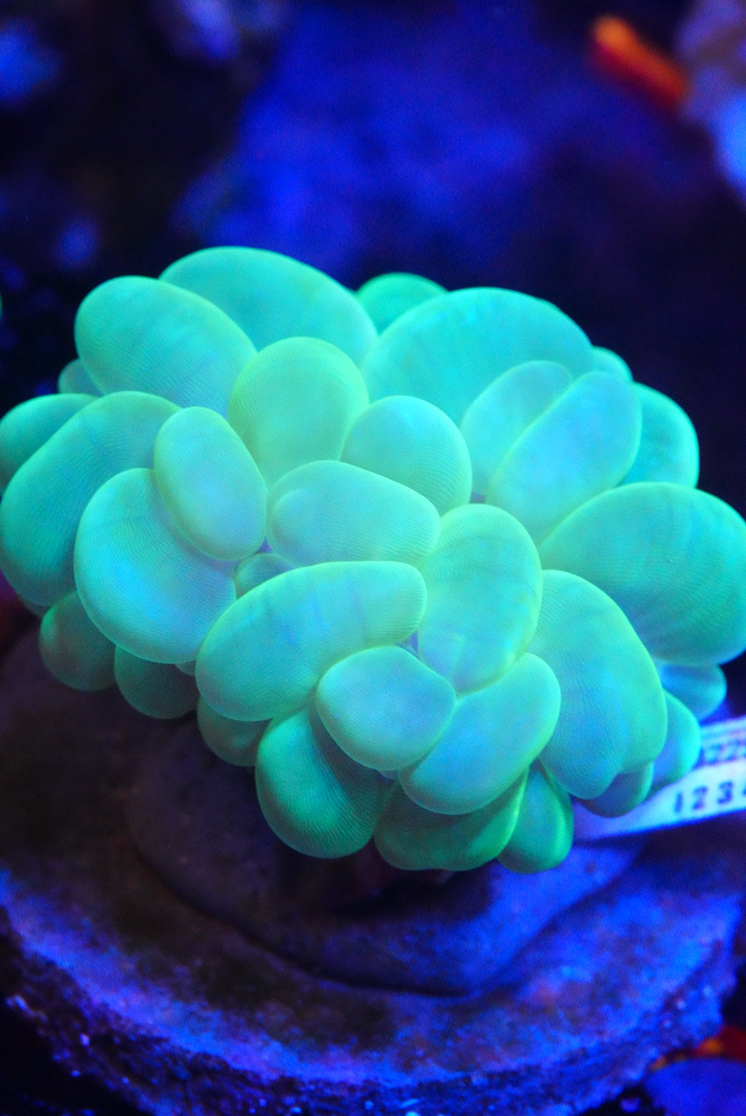Green bubble coral