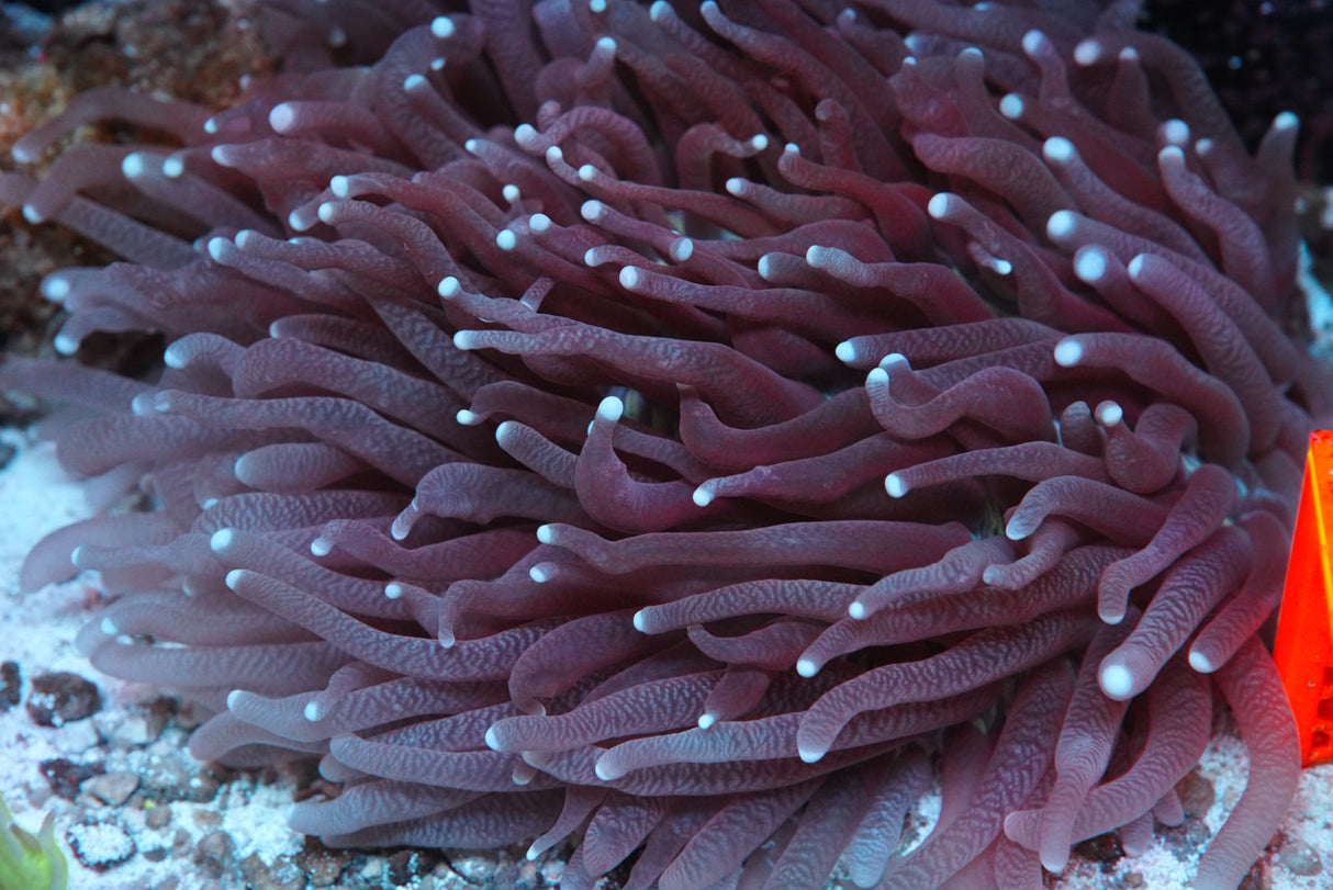 Ultra rare long Fungia plate coral