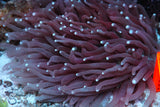 Ultra rare long Fungia plate coral