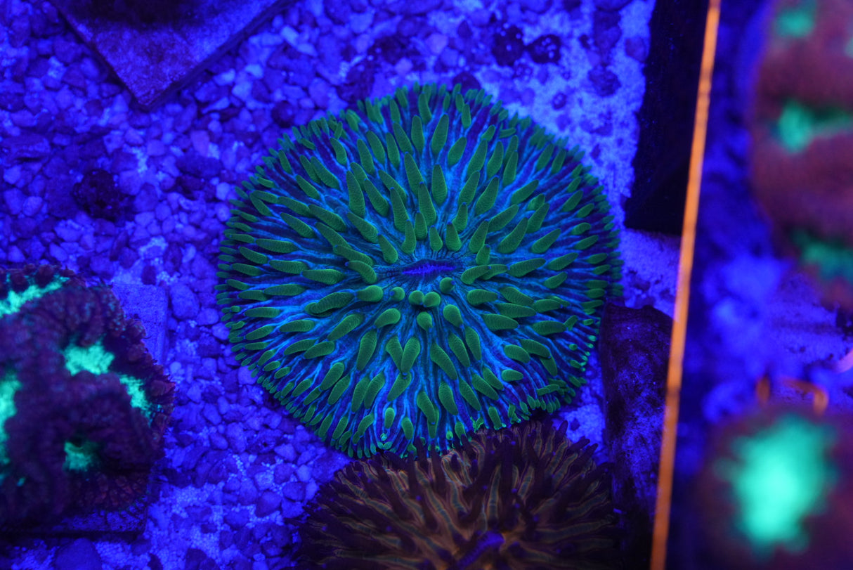 Fungia plate coral