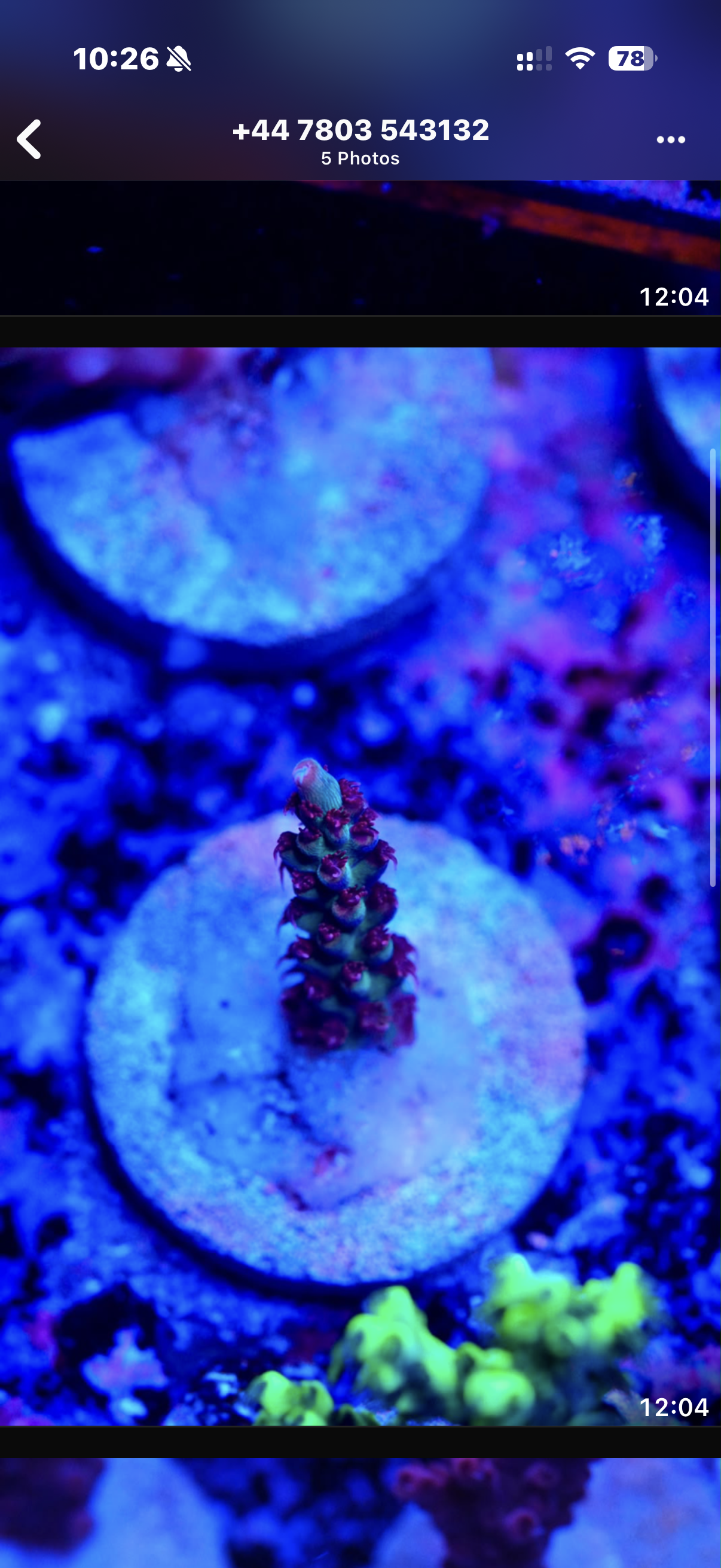Strawberry shortcake frags