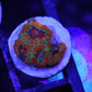 Rainbow Acan