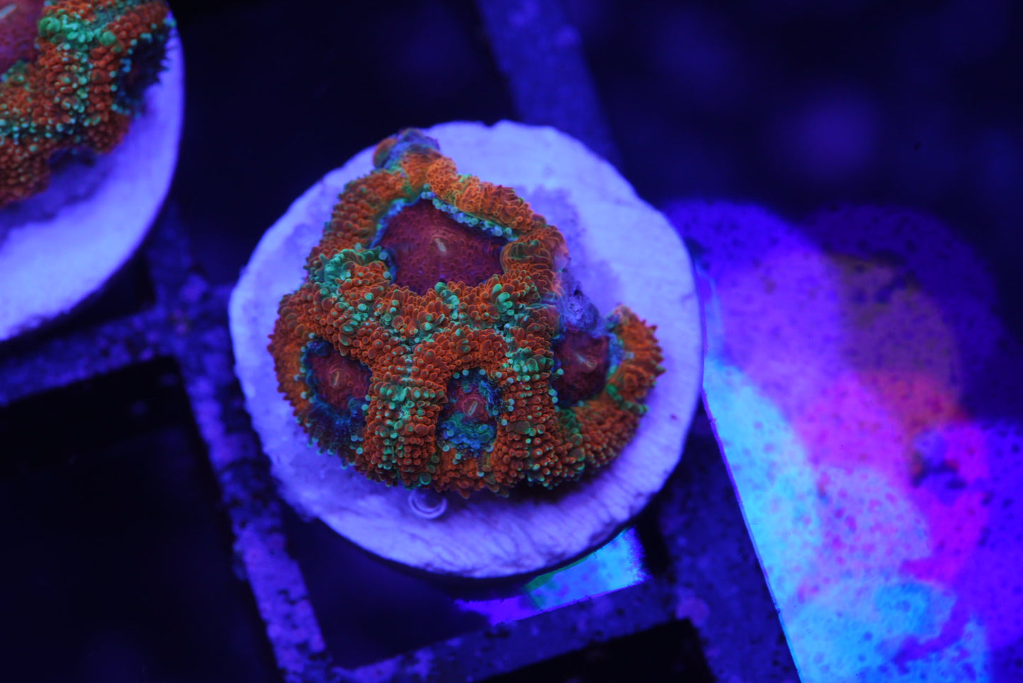 Rainbow Acan