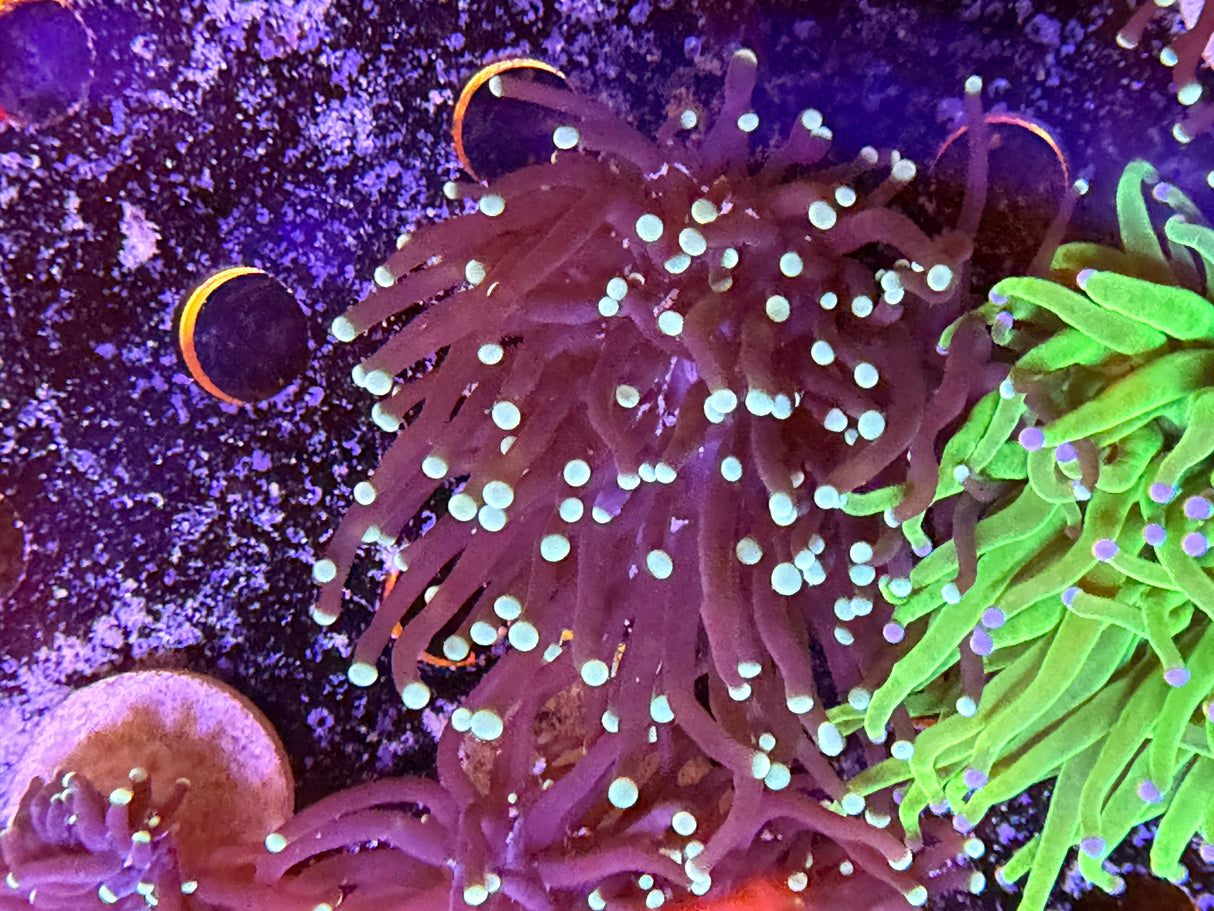 WYSIWYG Torch coral