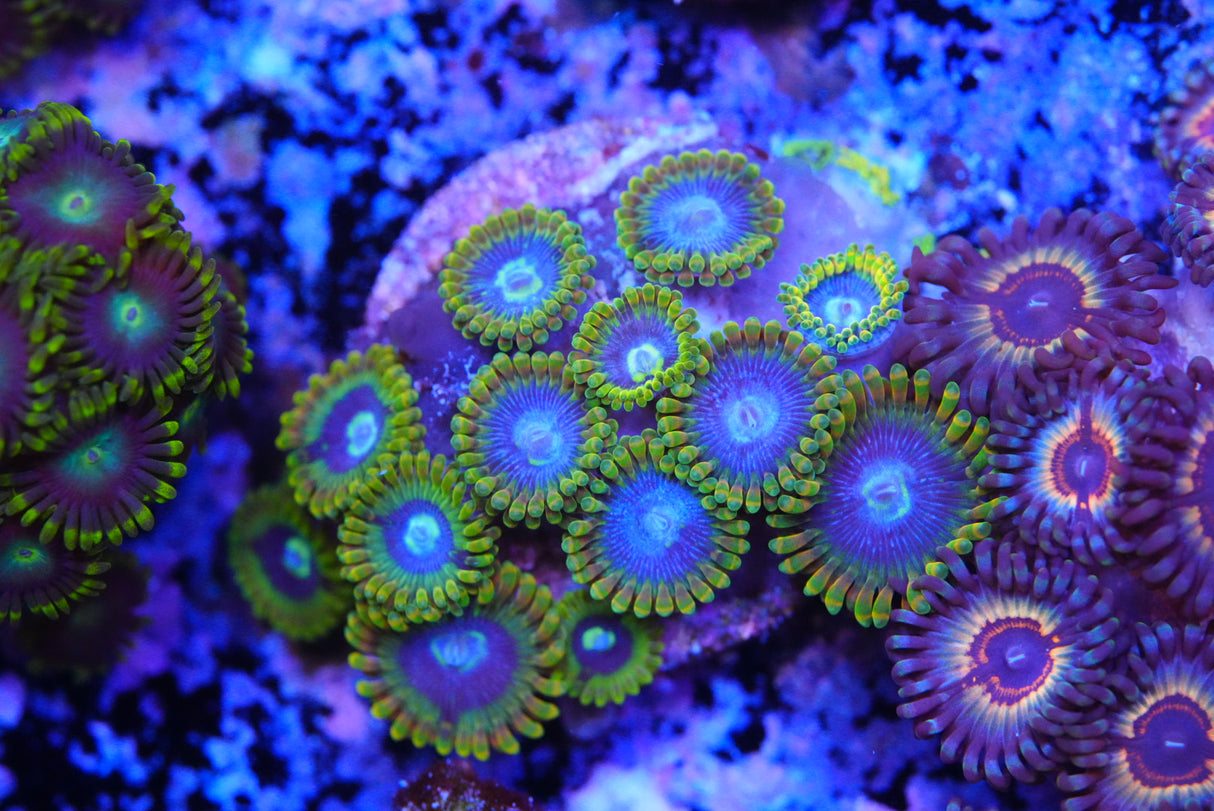 Yoda zoa