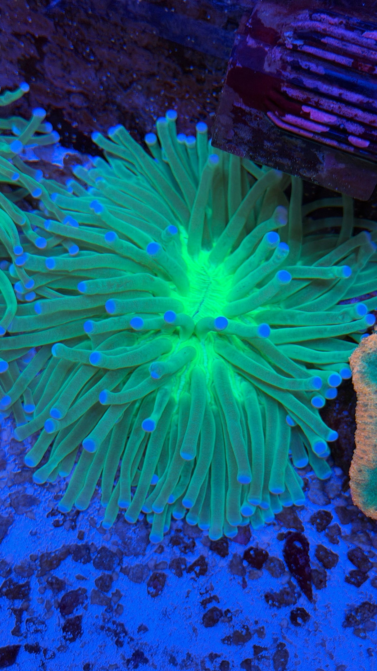 Ultra Long Fungia plate coral