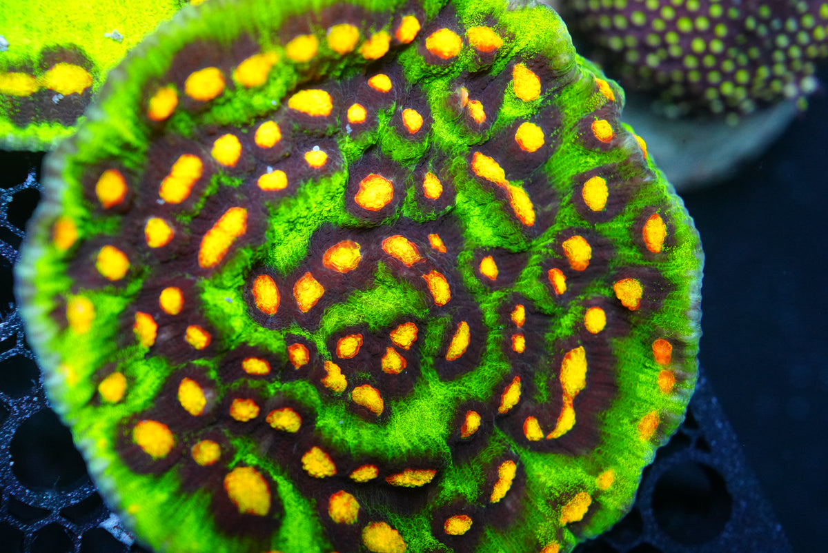 Huge Raja rampage tank grown