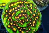 Huge Raja rampage tank grown