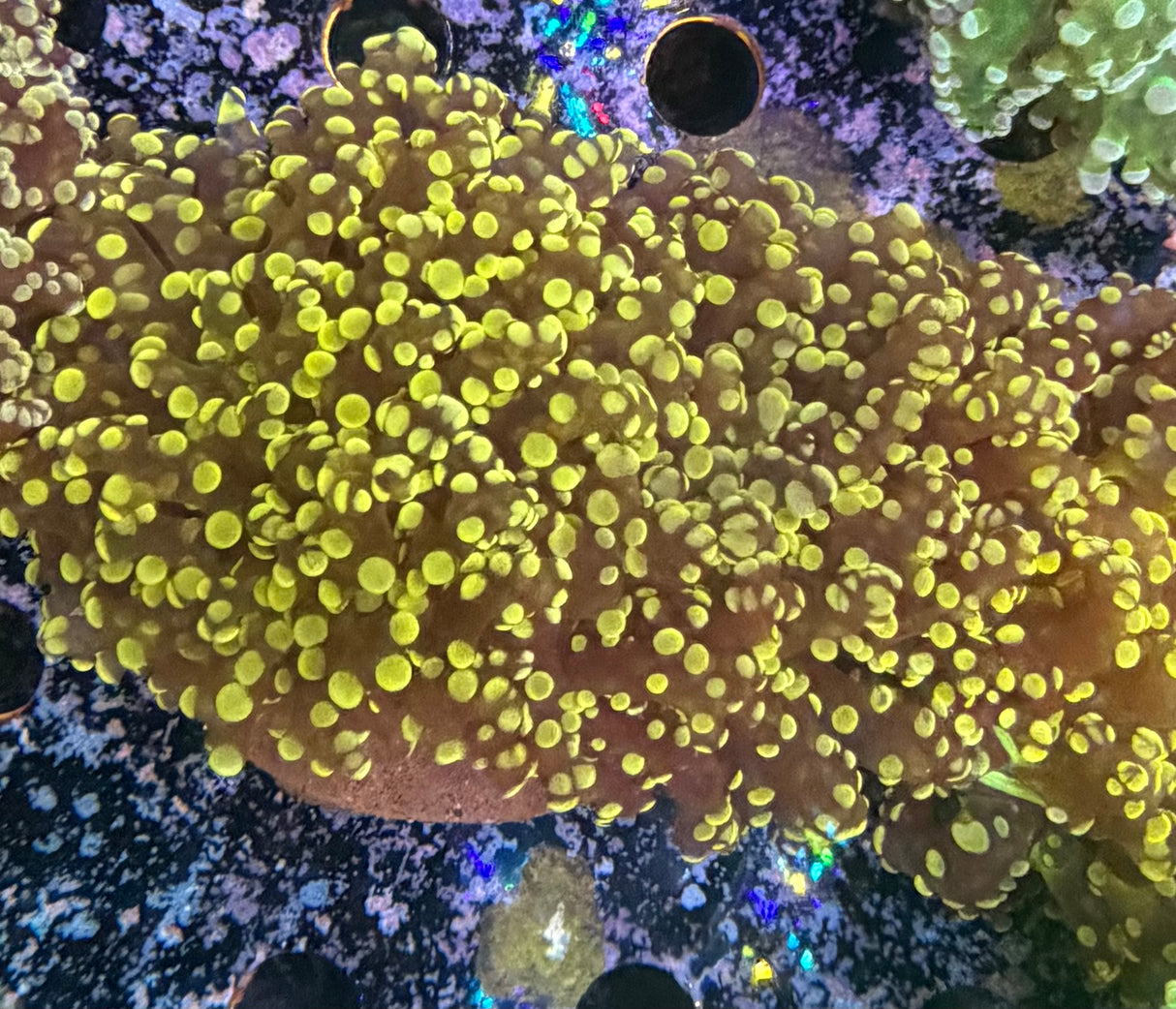 Kingspawn / Frogspawn XL