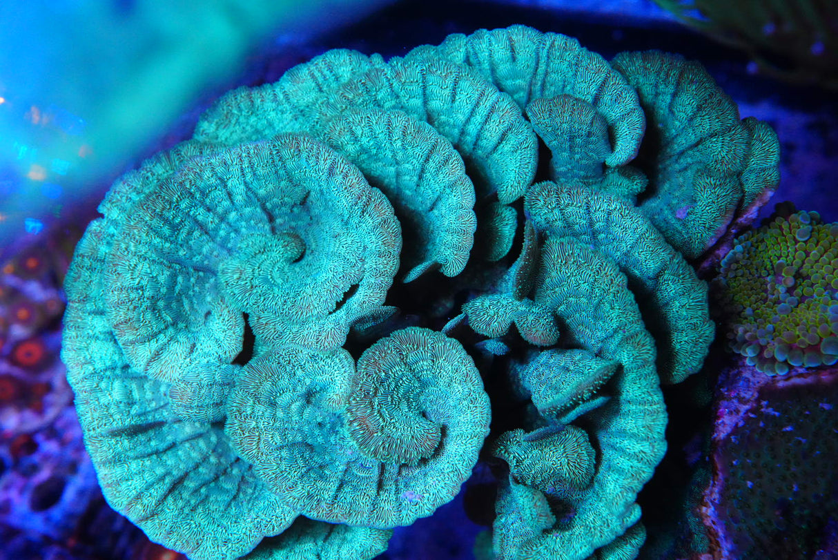 Green pavona