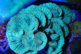 Green pavona