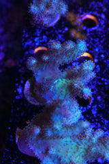 Green finger leather Coral