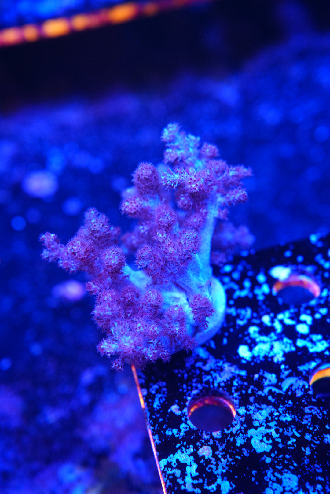 Blue leather coral
