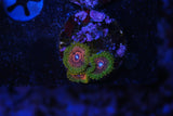 GMK zoa