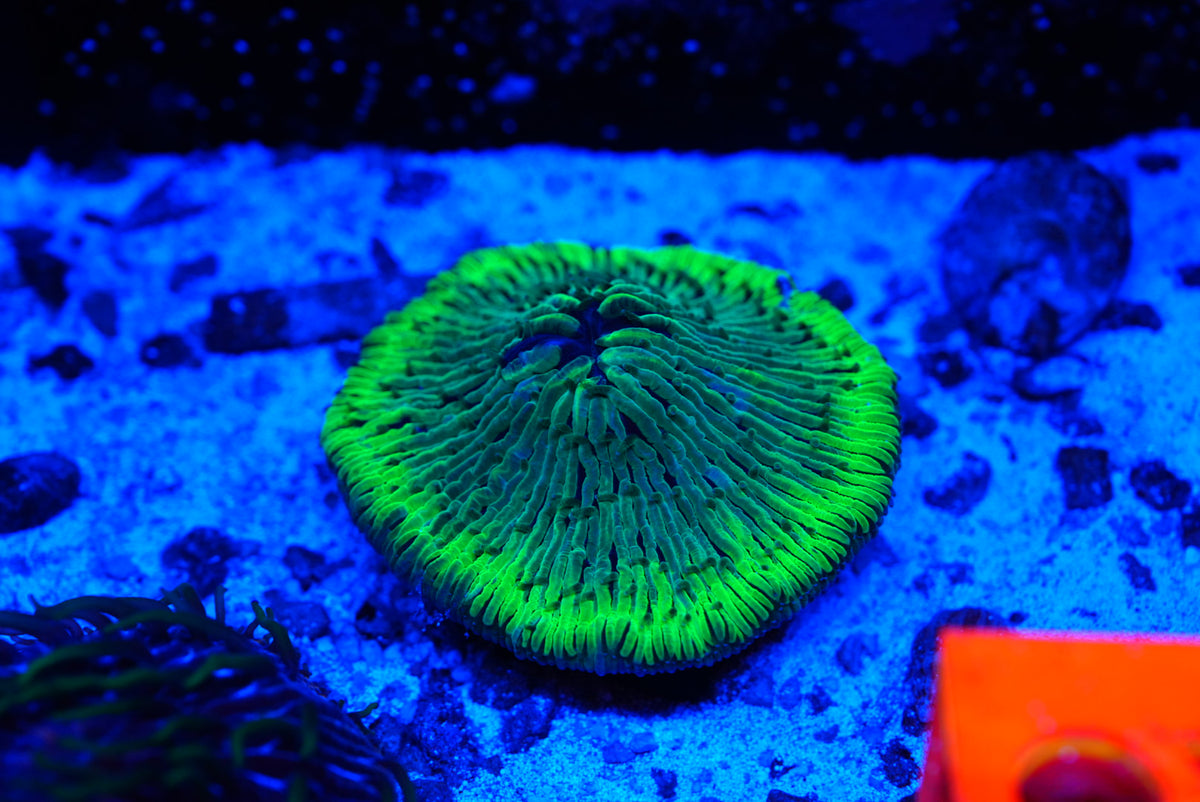 Fungia plate coral