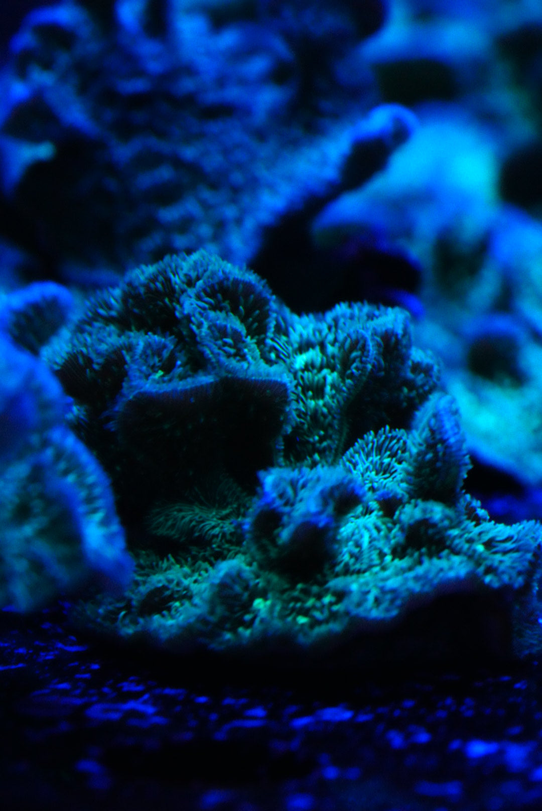 Green pavona