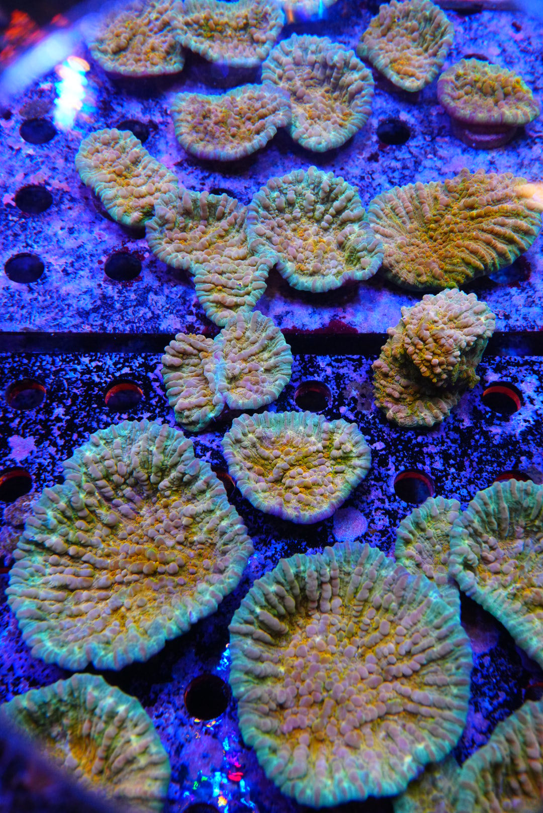 Large COSMIC CANDY CHALICE