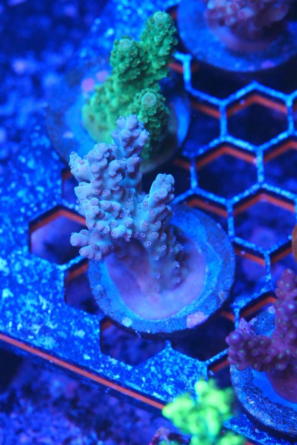 Acropora frag