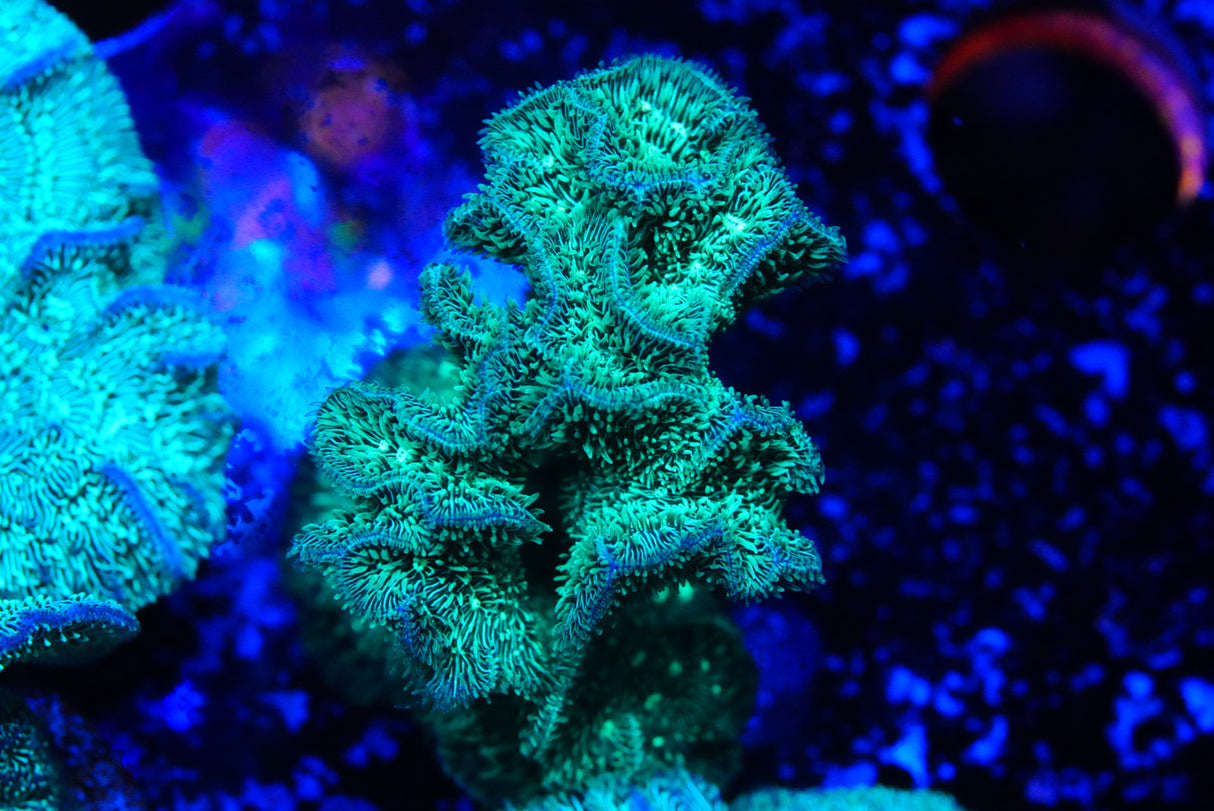 Green pavona