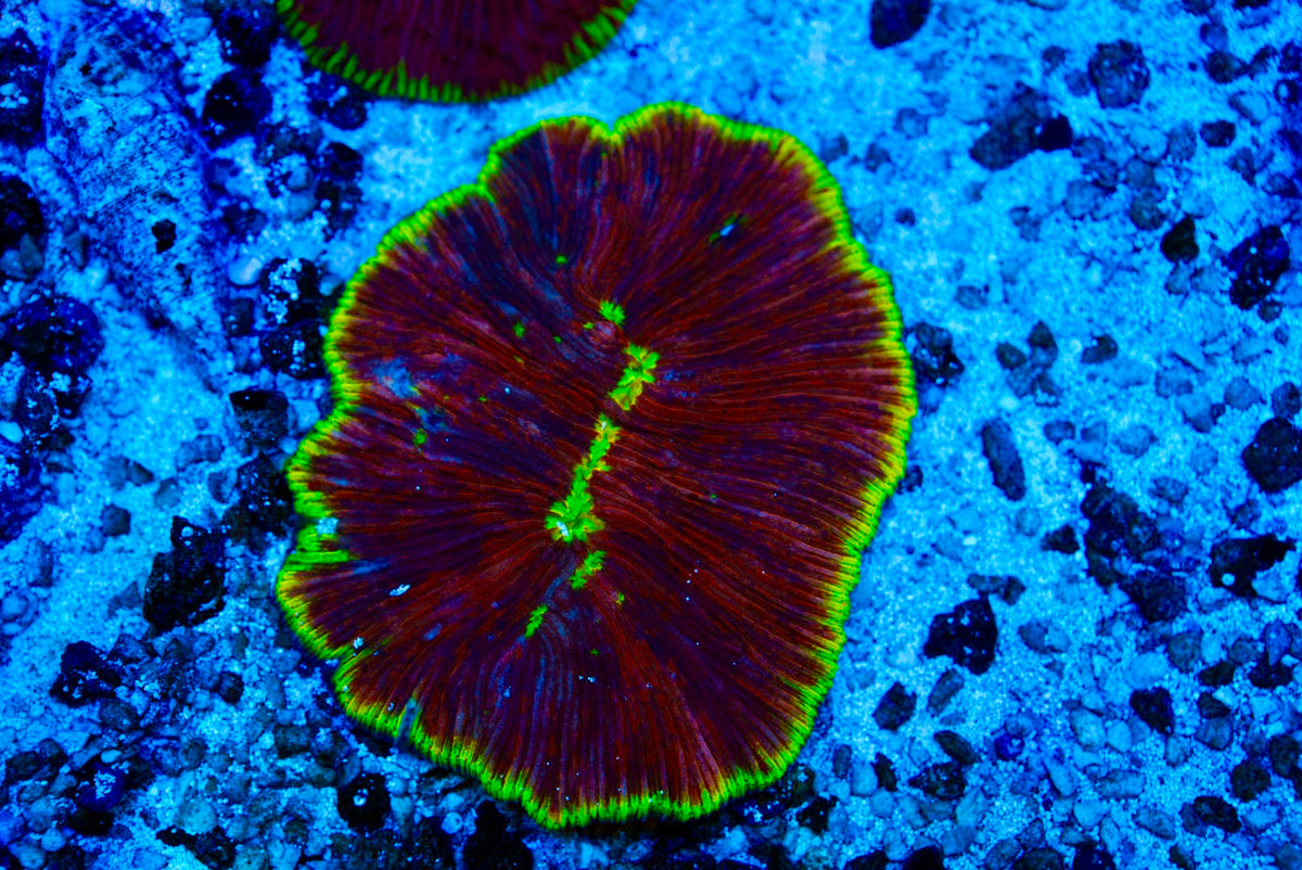 Jelly bean Fungia plate coral