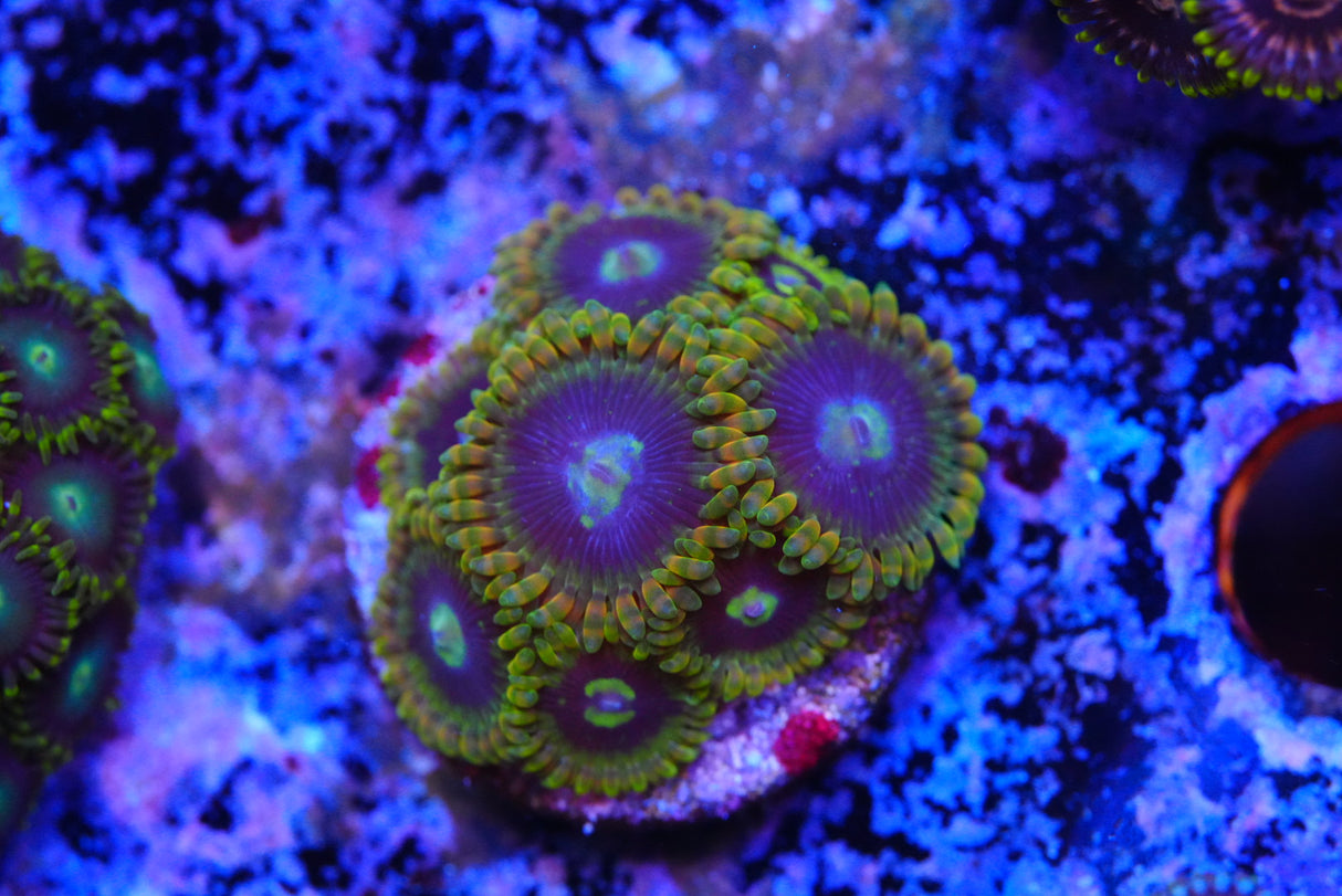 Yoda zoa