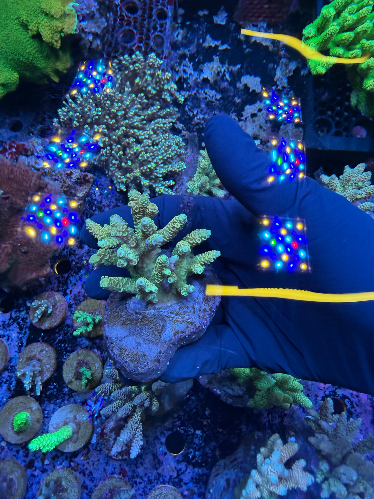 Aussie ultra colonies M