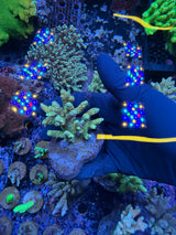 Aussie ultra colonies M