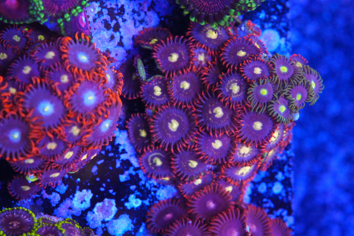Zoa mix