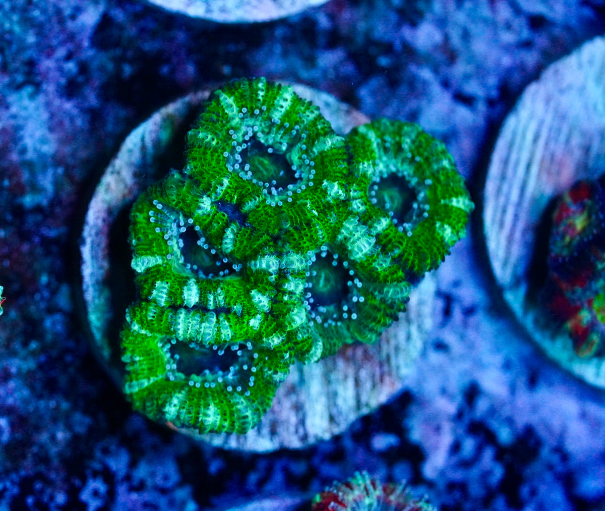 Cultured aussie acan