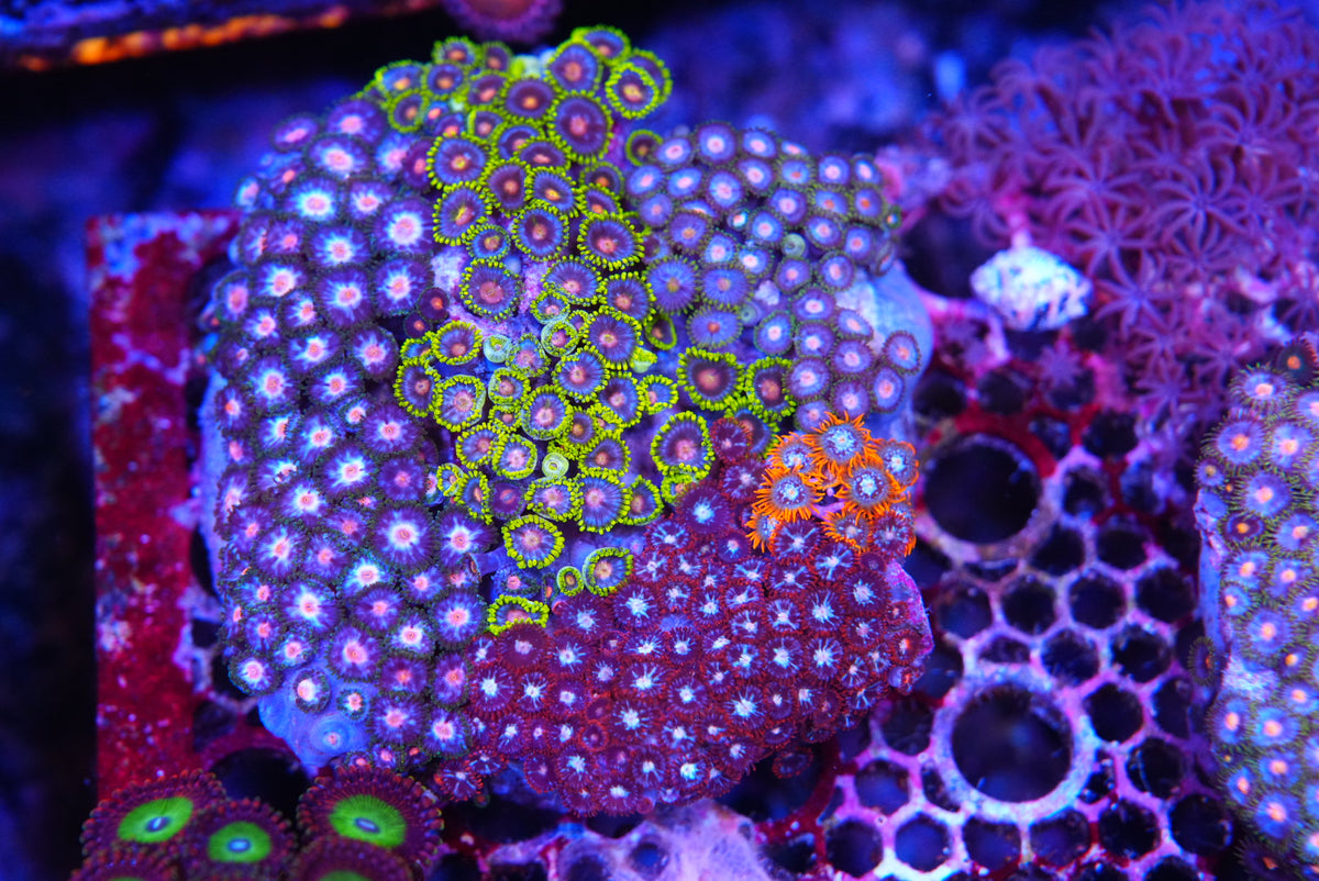 ZOA colony