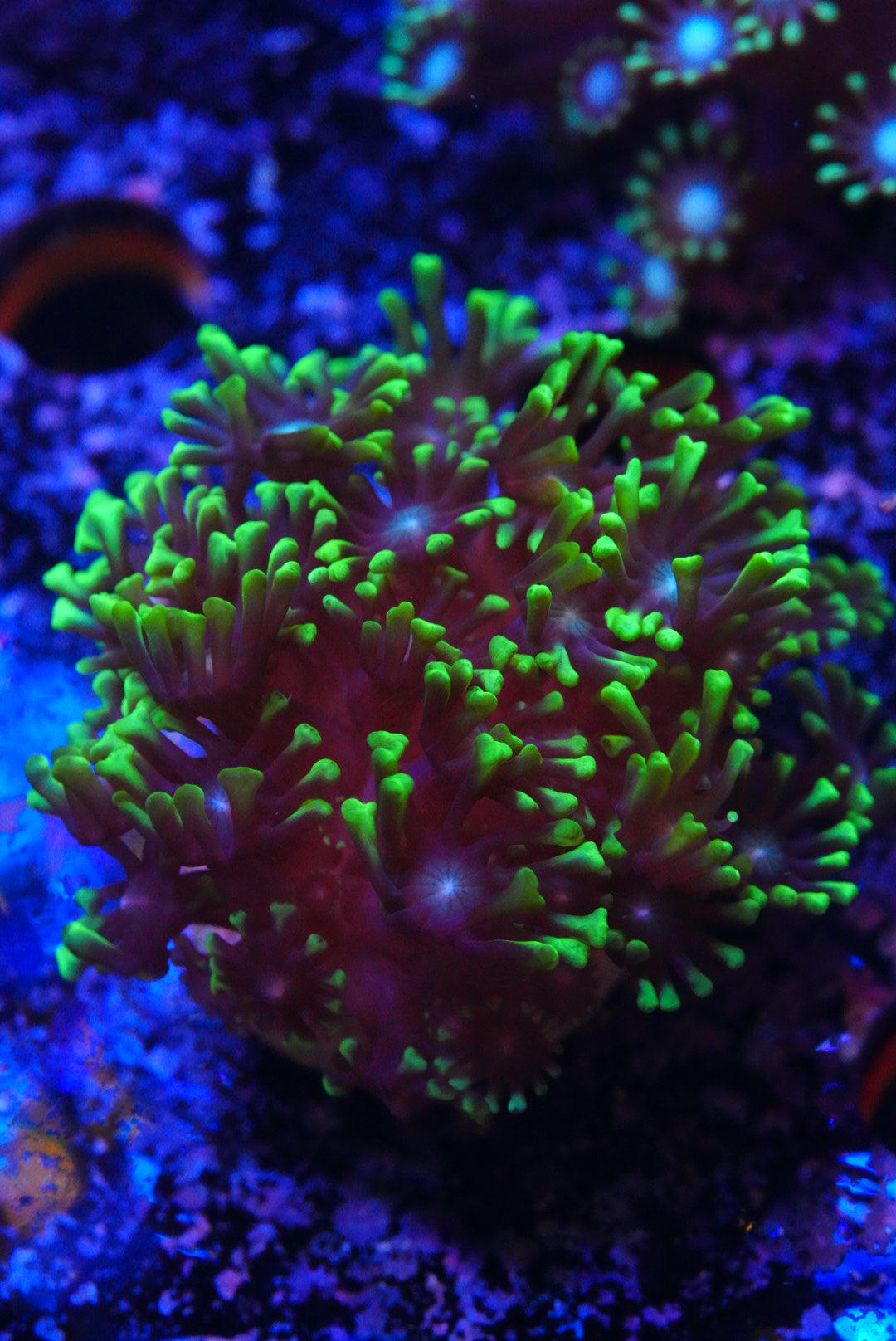 ultra green Alveopora