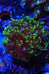 ultra green Alveopora