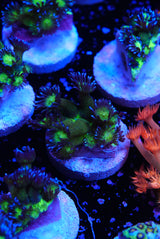 Blueberry glitter goniopora