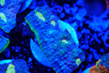 Jelly bean Chalice frags