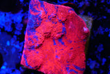 Large red Jelly bean Chalice