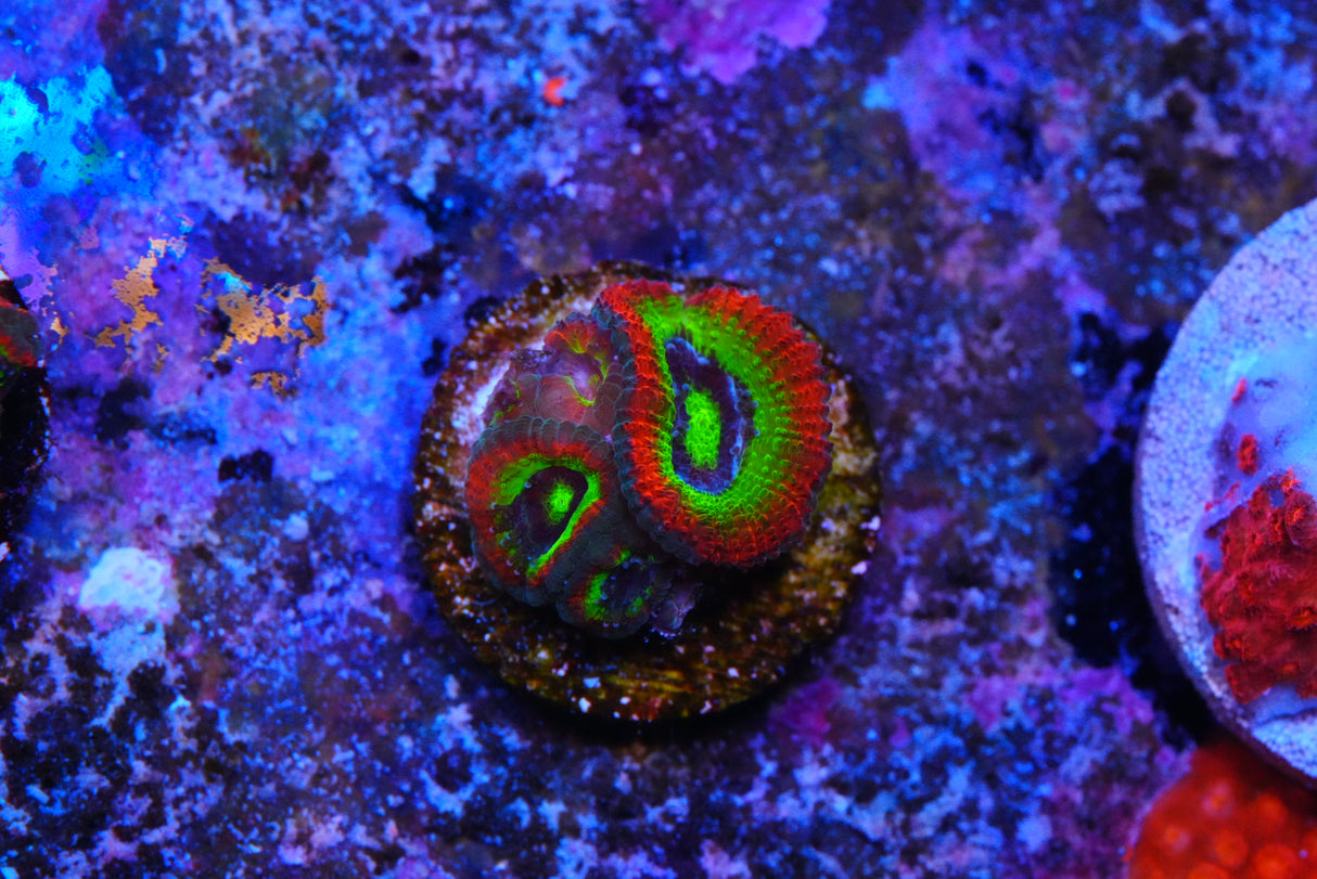 Holygrail micromussa