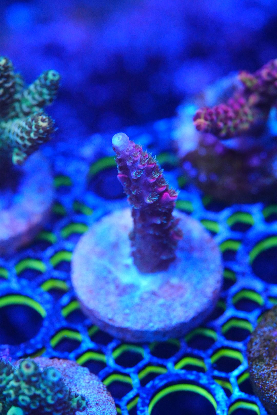 Acropora frags
