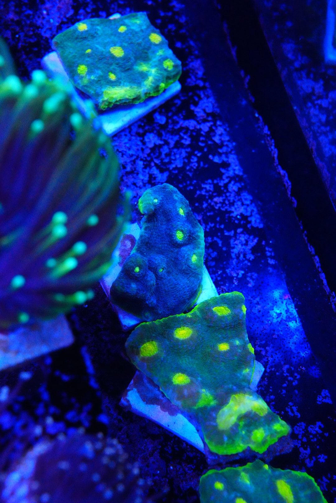 Large Jelly bean Chalice