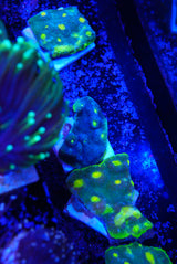 Large Jelly bean Chalice