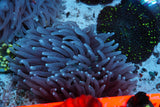 Ultra rare long Fungia plate coral
