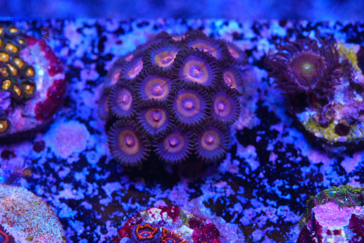Zoa