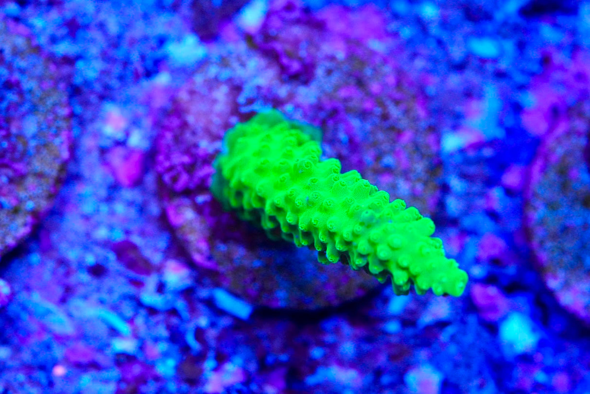 Acropora frag
