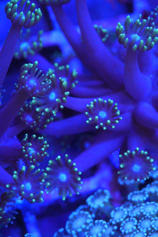 Goniopora