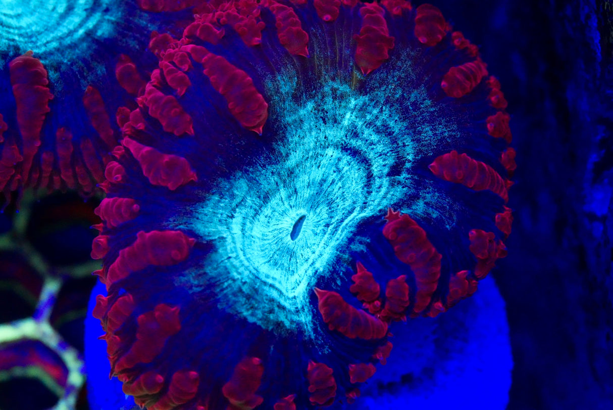 Blasto frag 1-3 heads