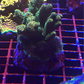 Amazing Sps colonies bundle