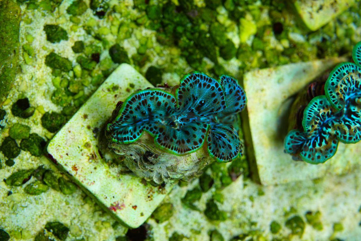 Maxima clam 3 inch