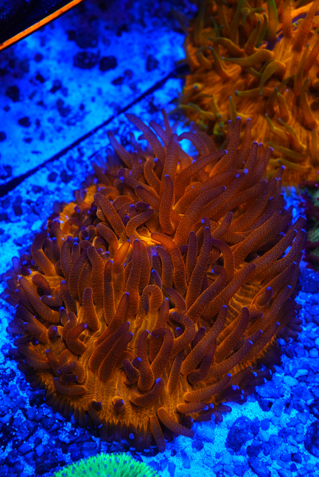 Fungia plate coral