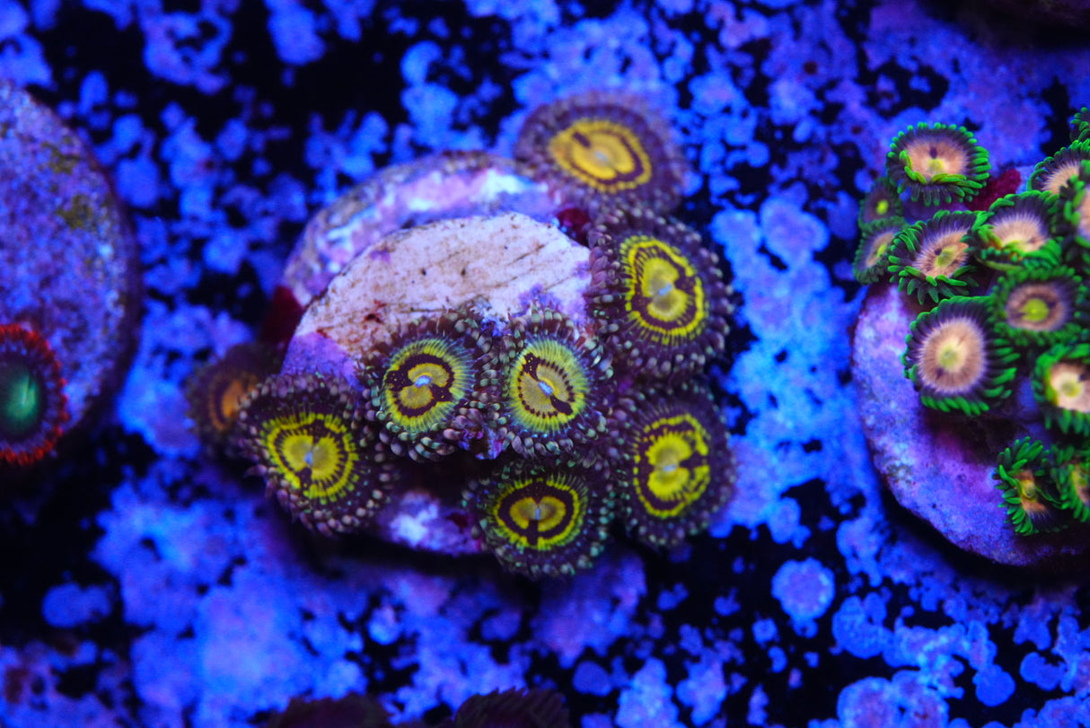 Buttmuncher ZOA